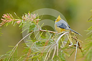 Long-tailed Silky-flycatcher, Ptiliogonys caudatus, Bird from Costa Rica. Tanager in the nature habitat. Wildlife scene from trop