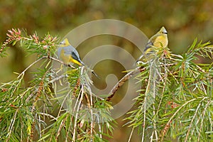 Long-tailed Silky-flycatcher, Ptiliogonys caudatus, Bird pair from Costa Rica. Tanager in the nature habitat. Wildlife scene from