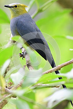 Long-tailed Silky-Flycatcher Ptiliogonys caudatus in the highlands of Panama