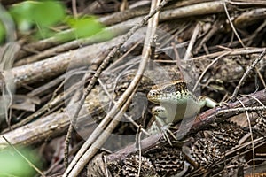 Long-tailed Skink Formal Name: Eutropis longicaudata