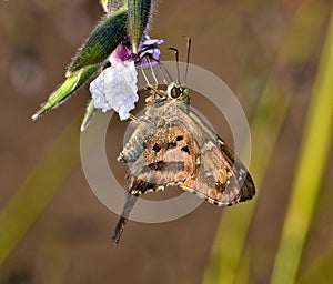 Long-Tailed Skipper butterfly feeding from a flower.