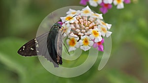 Long tailed skipper butterfly on a lantana