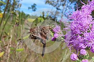 Long tailed skipper butterfly on purple wildflowers in Florida wild