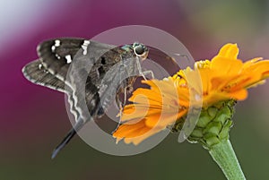 Long Tailed Skipper Butterfly - Urbanus proteus - on Orange Zinnia Blossom