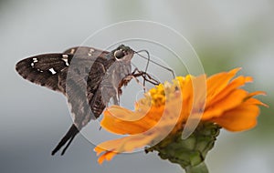 Long Tailed Skipper Butterfly - Urbanus proteus - on Orange Zinnia Blossom