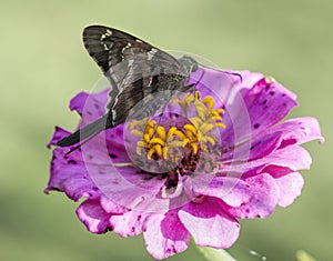 Long Tailed Skipper Butterfly - Urbanus proteus - on Pink Zinnia Blossom