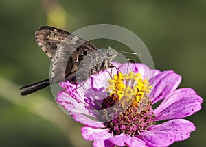 Long Tailed Skipper Butterfly - Urbanus proteus - on Pink Zinnia Blossom