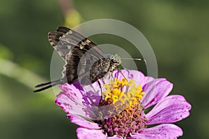 Long Tailed Skipper Butterfly - Urbanus proteus - on Pink Zinnia Blossom