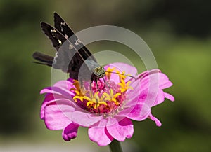 Long Tailed Skipper Butterfly - Urbanus proteus - on Pink Zinnia Blossom