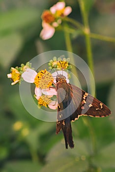 Long Tailed Skipper Collecting Pollen