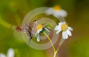 long tailed skipper - Urbanus proteus - is a butterfly found throughout tropical and subtropical South America north Florida