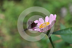 Long-tailed skipper (Urbanus proteus) on a flower