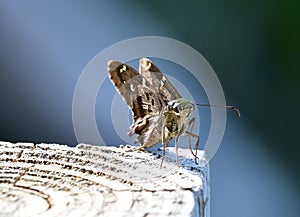 Long tailed skipper (Urbanus proteus) on wooden post with sun ray beaming on it