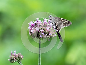 Long tailed skipper on verbena