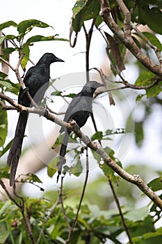 Long-tailed starling (Aplonis magna) at Biak island, Indonesia