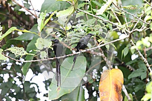 Long-tailed starling (Aplonis magna) at Biak island, Indonesia