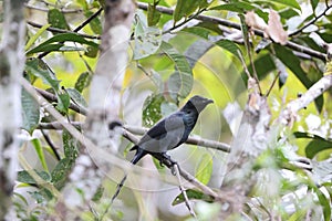 Long-tailed starling (Aplonis magna) at Biak island, Indonesia