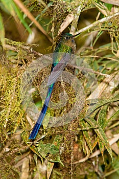 Long-tailed Sylph