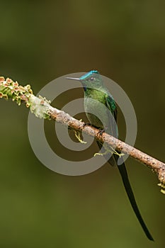 Long tailed sylph