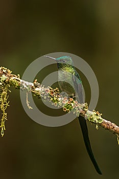 Long tailed sylph