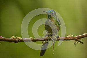 Long tailed sylph