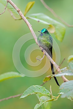 Long-tailed Sylph - Aglaiocercus kingi