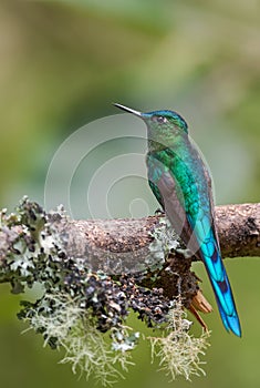 Long-tailed Sylph - Aglaiocercus kingi