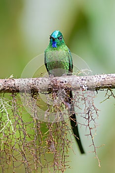 Long-tailed Sylph - Aglaiocercus kingi