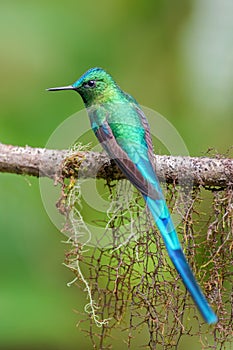 Long-tailed Sylph - Aglaiocercus kingi