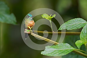 Long-tailed Sylph - Aglaiocercus kingi