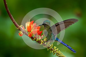 Long-tailed Sylph, Aglaiocercus kingi, rare hummingbird from Colombia, gree-blue bird flying next to beautiful orange flower