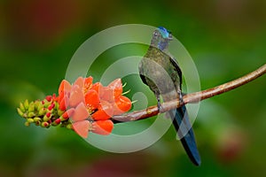 Long-tailed Sylph, Aglaiocercus kingi, rare hummingbird from Colombia, gree-blue bird sitting on a beautiful orange flower, action photo