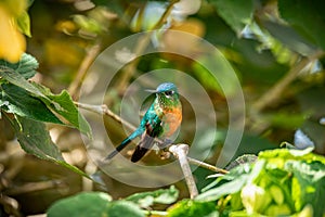 Long-tailed sylph (Aglaiocercus kingii) female. Quindio Department. Wildlife and birdwatching in Colombia