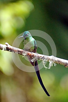 Long-tailed sylph in Ecuador