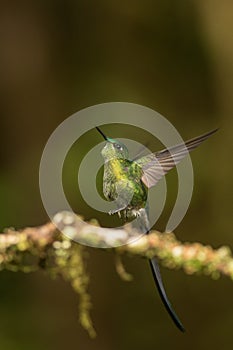 Long tailed sylph in flight