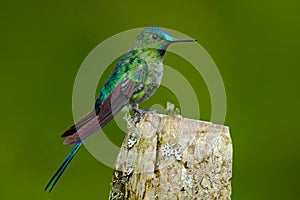 Long-tailed Sylph, hummingbird with long blue tail in the nature habitat, Ecuador. Exotic bird with long tail. Green and blue bird