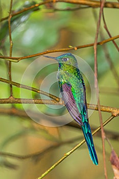 Long Tailed Sylph photo