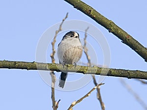 Long tailed tit