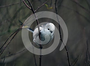 Long-tailed tit