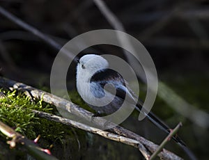 Long tailed tit