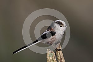 Long-tailed tit