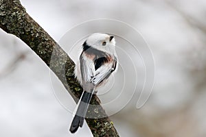 Long-tailed tit aegithalos caudatus