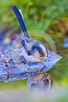 Long-tailed Tit, Aegithalos caudatus