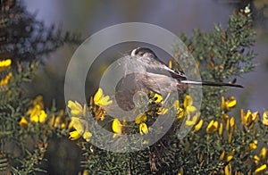 Long-tailed tit, Aegithalos caudatus