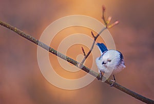 Long-tailed Tit, Aegithalos caudatus on a branch