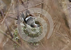 A Long-tailed Tit (Aegithalos caudatus) building its nest in a Bramble bush in springtime.