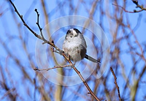 Long Tailed Tit / Aegithalos Caudatus Looking Cutely at the Photographer