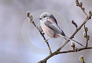 Long-tailed Tit Aegithalos caudatus perched on flowering willow bush branch in early spring season