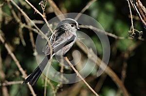 A Long-tailed Tit, Aegithalos caudatus, perching on a stem of a thorny bramble bush.