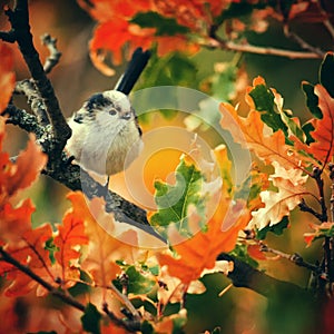 Long-tailed tit Aegithalos caudatus sits in the autumn foliage